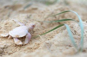 Meet the rare baby albino Green Turtle spotted on the Australian Coast - National | Globalnews.ca