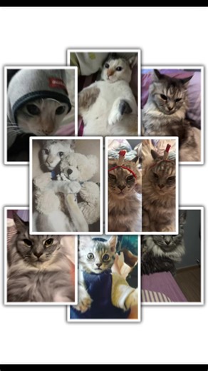 BoeyHani (@boeyretard)’s videos with original sound - BoeyHani