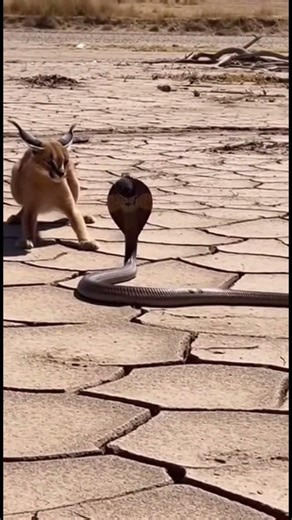 Caracal vs Spitting Cobra | Rare High-Stakes Wildlife Clash