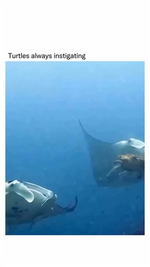 Universalhub on Instagram: "In this final video, we see a lighthearted take on underwater interactions, titled "Turtles always instigating". The footage captures a sea turtle seemingly nudging and swimming directly toward a group of Manta Rays, appearing to disrupt their graceful, synchronized glide through the deep blue water. The contrast between the turtle's persistent, jerky movements and the rays' effortless soaring creates a humorous scene that highlights the diverse "personalities" found