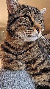 Weekend warm-up 😻💝🐾💝😻 Happy Friday 😎 #cat #reels #asmr #cute #viral | Misti Koh