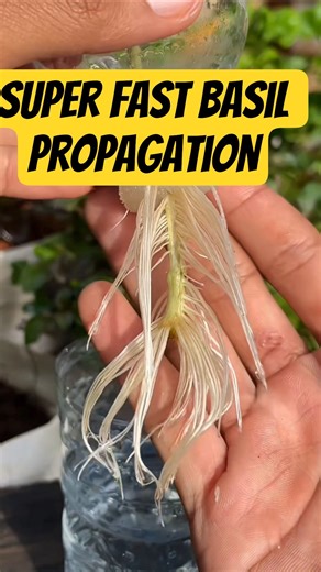 PROPAGATE basil in 7 days #gardening #propagation #basil #viral #gardentips