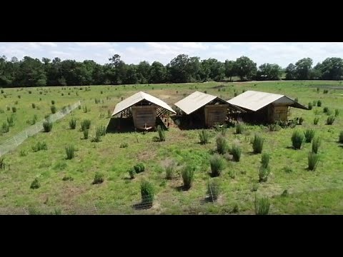 Pastured Chicken Eggs: From Pasture to Plate