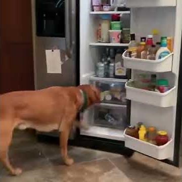 Dog Takes out Beer From Fridge for Owner and Trashes Empty Can - 1041873