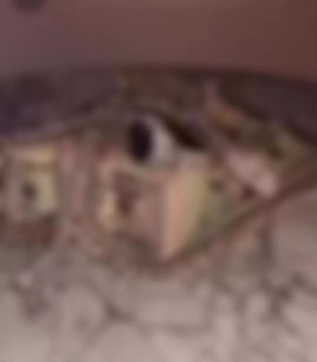 ✿ • K I N G ✿ᵇᵒʸ࿐. on TikTok