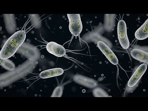 The Microscopic World Living All Around You | Macro Documentary | Beneath the Surface