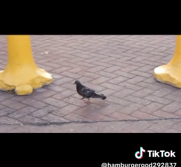 Pigeon Walk Memes: Fun and Laughter