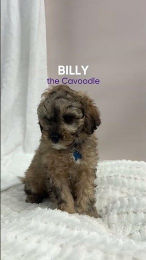 Billy the Cavoodle is ready for his forever home #puppy