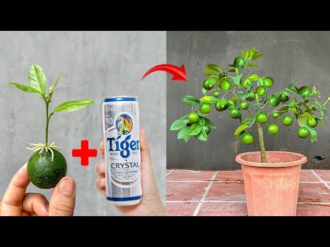 Video SUMMARY OF 3 simple TECHNIQUES for propagating LEMON trees at home to produce fruit quickly