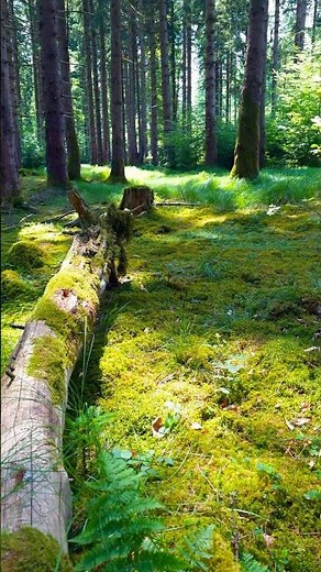 This is what pure forest peace sounds like 🌿 #naturesounds