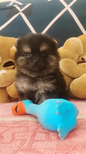 Black & Tan Male Puppy🌼🌸|| #toypom #cute #pets #puppy #pomeranian