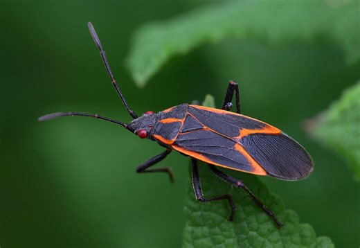 5 Proven Ways to Get Rid of Boxelder Bugs This Fall Before They Take Over Your Home