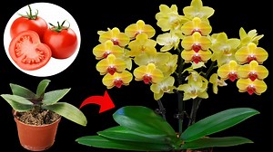 35K views · 298 reactions | Orchid Rescue 101 From Wilted to Wonderful | Garden Craft | Facebook