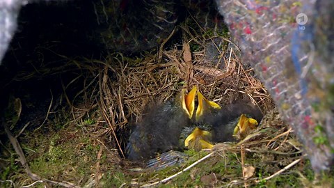 Wie pinkeln Vögel?
