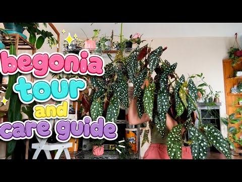 Full Begonia Tour and Care Guide… Finally! 🪴✨🌱💕