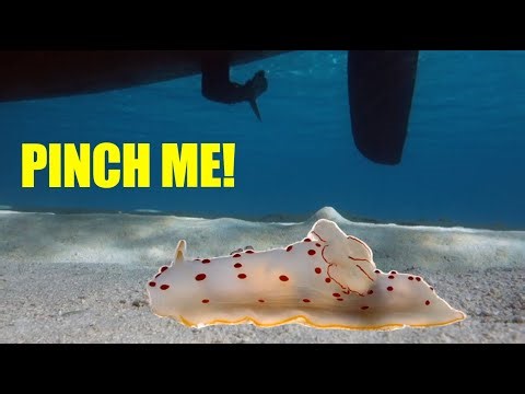 INSANE & Extremely RARE - Gymnodoris ceylonica CONGREGATION - migrating, mating, and laying eggs