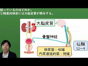 排尿調節の仕組み 【解剖生理学・形態機能学 泌尿器】