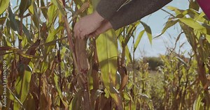 Young woman farmer in a corn field checks the corn harvest for maturity and thinks about when to harvest. Woman agronomist looks at the ripe corn at sunset. Close-up of hands, Slow motion.