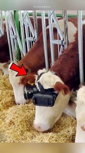 Why they put VR on cow? | The Untold Animals