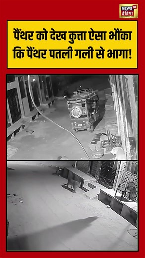 पैंथर को देख कुत्ता ऐसा भौंका कि पैंथर पतली गली से भागा! #jaipur | #panther | #viralvideo