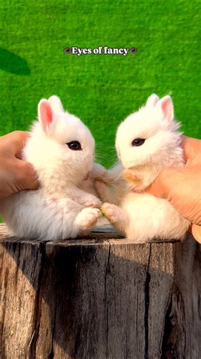 HnH Rabbitry | Dwarf hotots ! 🫶 Known for their black outlined eyes🐰 #rabbits #rabbitsofinstagram #bunnies #bunniesofinstagram #animals... | Instagram