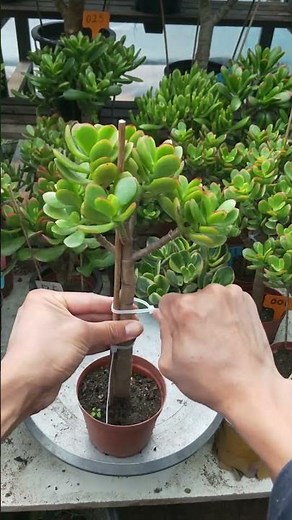 Pruning succulents for a perfect shape!. #shorts