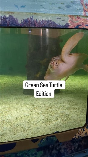 590K views · 47K reactions | 鸞 Cowgirl is a female Atlantic Green sea turtle (Chelonia mydas) that has stranded at a rehabilitation facility four times. The first time she stranded was on June 16, 2021 at South Padre Island (SPI) and she weighed only 2.9 pounds back then. The reason for her strandings is unknown but her blood work and x-rays have always come back normal.  Her favorite food is mackerel. #WorldSeaTurtleDay #SeaTurtleWeek | Sea Turtle, Inc | Facebook