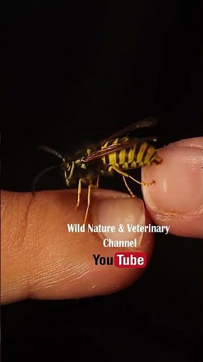 Brave explorers Meet a Yellow Jacket Wasp – Respecting Nature, Not Fearing It!