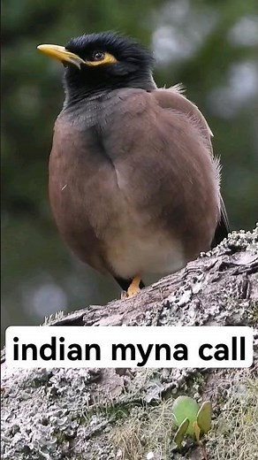 indian myna-bird call sounds ＃indian myna song＃wildlife bird sounds ＃ nature and wildlife ＃bird sing