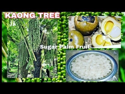 KAONG FRUIT TREE | BLACK SUGAR PALM TREE | HOW TO MAKE KAONG FOR DESERT | HOW TO COOK KAONG FRUIT