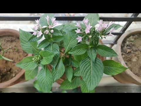 How To Grow & Care Pentas Plant / Flower In Pots - Pentas Plant Care / Butterfly Plant