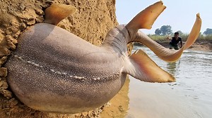 16M views · 158K reactions | Monster Fish Finding In River Flowing Water Dry Hill Found Big Stuck Hole Fish #fish_video #fishing | Only Fishing | Facebook