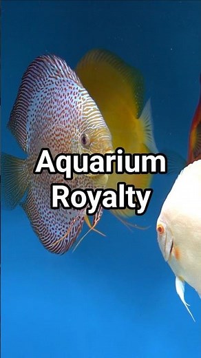 The very regal royal eruption discus fish #exoticaquariumfish
