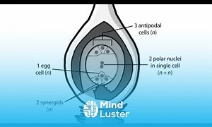 Mind Luster - Learn Double fertilization animation Shomu s Biology double fertilization in plants