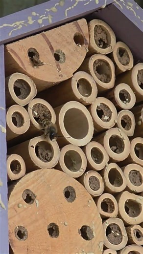 Spring means Mason bees! mine have jumped out March 17th #beekeeping #gardening #interesting