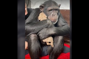 Vali the Chimp Snuggles a Puppy In Aww-Worthy Video