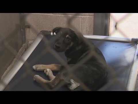 Several new animal welfare bills signed into law