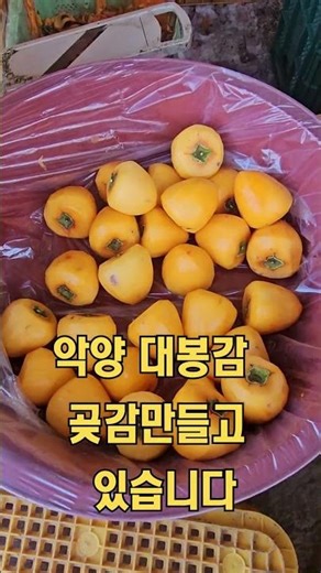 대봉감철에는 악양에 들러주세요~ '초롱이와 하양이'가 마중을 나갈지도 몰라요#대봉감곶감만들기#대봉감#하동#악양대봉감#강아지#고양이#냥이#shorts