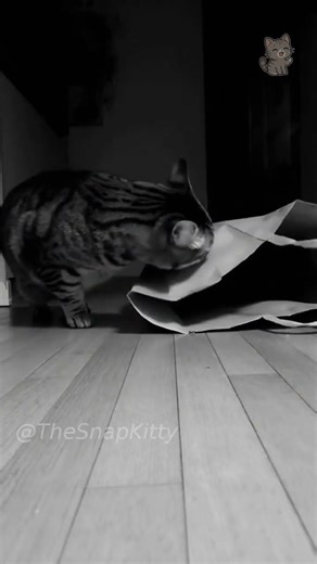 Cat Gets DISCOVERS a Bag and Can't Resist 😹