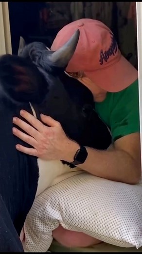 Happy 7th Birthday Jenna! So glad you escaped from the diary farm at 3 days old and that we get to spend the rest of our days together being best friends. I cannot imagine a life without you. No matter how many less windows, fences or things in general I’d have to repair 😘 Being loved by a cow will never grow old! Everyday it is so exciting to get to be this giant girls best friend. When I first met Mallory, one of the things that seemed to stand out to her the most was just how much the big go