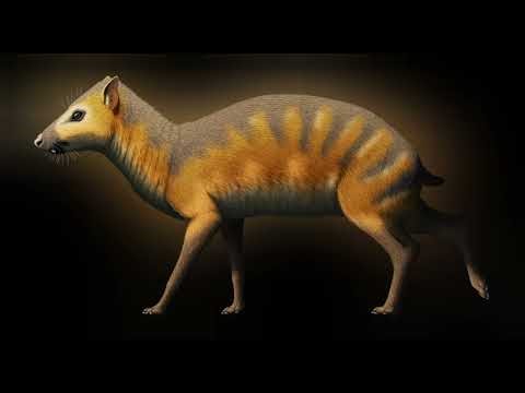Dorcatherium Sounds