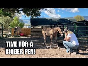 FOAL needs more space ~ Time to build a new horse pasture!