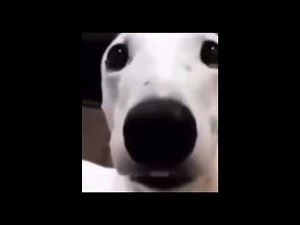 scared dog shattering his teeth