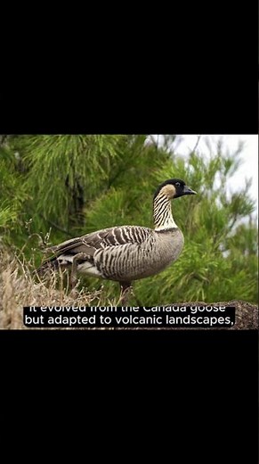 Nēnē: Hawaii’s Endangered Goose