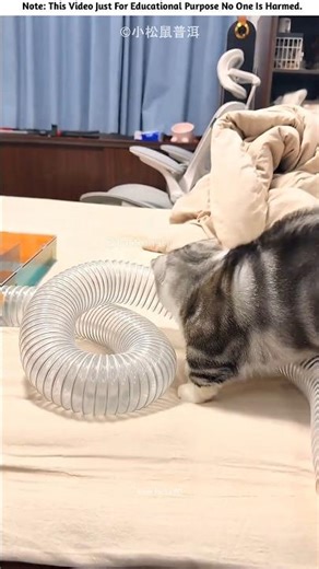 Naughty Squirrel Got a Tricky Game 😍❤️