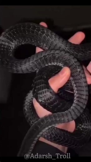 Snake Transformation ☠️