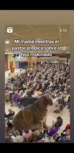 Gifs animados de gatos on Reels