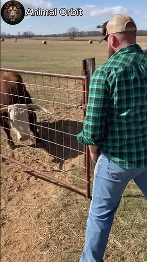 Angry Bull Breaks Fence and Charges at Man