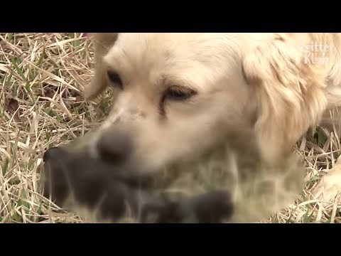 Shocking Behavior Mother Dog Did Right After Her Dead Puppy Was Buried Is (Part 2) | Kritter Klub