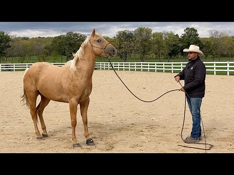 Is He Too Much Horse For A Beginner?